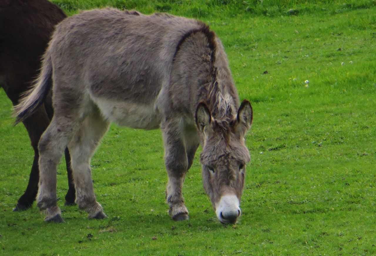 animal themes, grass, mammal, field, grassy, domestic animals, green color, full length, standing, two animals, wildlife, livestock, animals in the wild, one animal, grazing, young animal, herbivorous, nature, walking, day