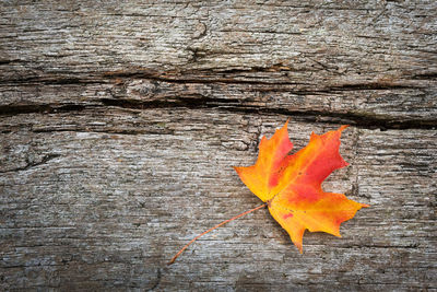 Close-up of orange maple leaf on wood