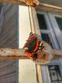 Close-up of insect perching outdoors