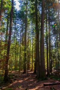 Trees growing in forest