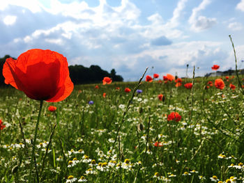 Close-up of red poppy flowers growing on field