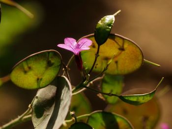 Close-up of flowering plant
