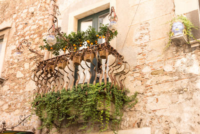Low angle view of potted plants against wall