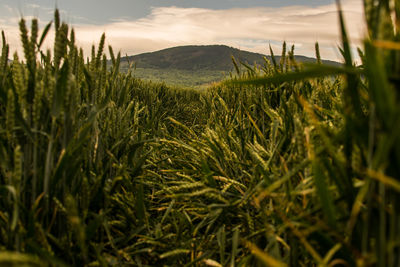 Close-up of wheat field against sky