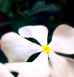 Close-up of white flowers