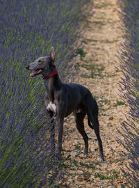 Side view of dog standing on lavender field