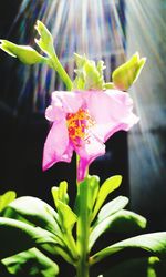 Close-up of pink flower