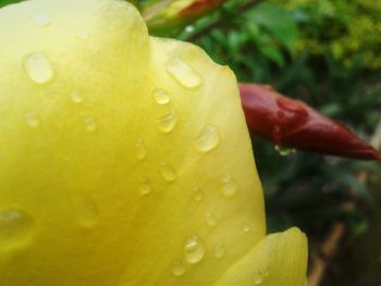 Close-up of water drops on flower