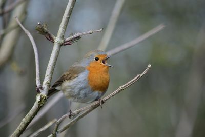 Close-up of bird perching on twig