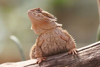 Close-up of lizard on wood