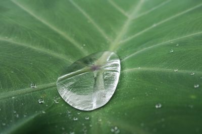 Close-up of water drops on leaves