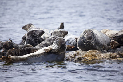 Colony of seals at sea