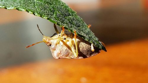 Close-up of green stink bug on leaf