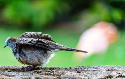 Close-up of bird perching on twig