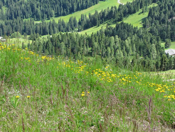 Yellow flowers growing in field