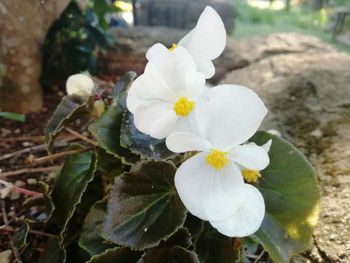 Close-up of fresh white flower blooming in garden