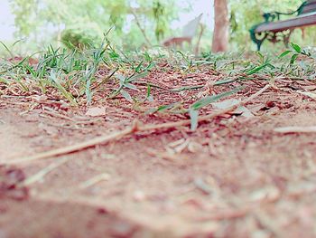 Close up of leaves