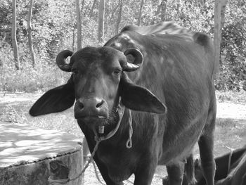 Portrait of cow