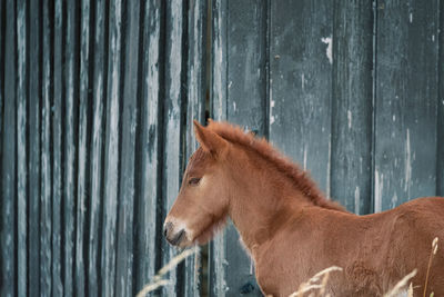 Side view of a foal