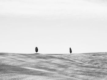 Two trees on road amidst field against clear sky. val d'orcia - tuscany