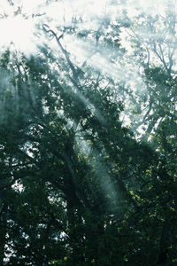 Low angle view of trees in forest