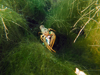 View of crab in sea