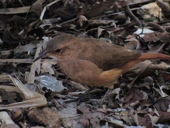 High angle view of a bird on field