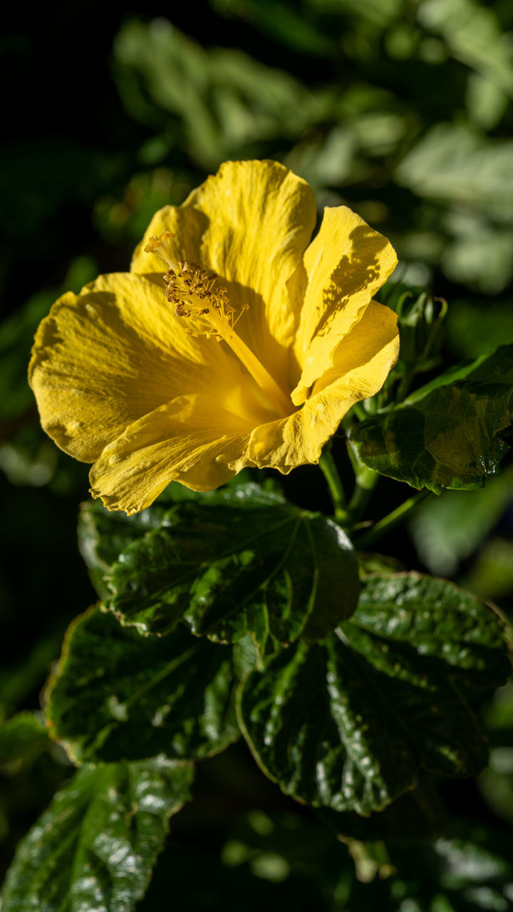 plant, yellow, flowering plant, flower, nature, freshness, beauty in nature, green, close-up, flower head, growth, macro photography, leaf, fragility, petal, plant part, inflorescence, sunlight, no people, outdoors, focus on foreground, springtime, blossom, wildflower, food, botany, food and drink