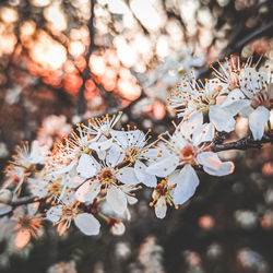 Close-up of cherry blossoms on tree