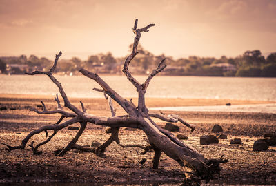 Driftwood on beach against sky during sunset