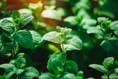 Green peppermint at farmer's market