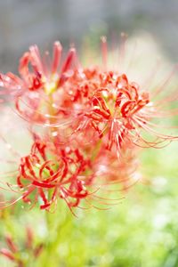 Close-up of red flower