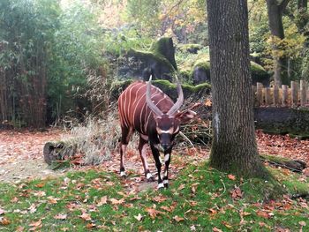 Horse standing in forest