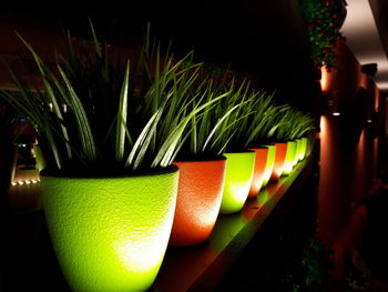 Close-up of plant on table