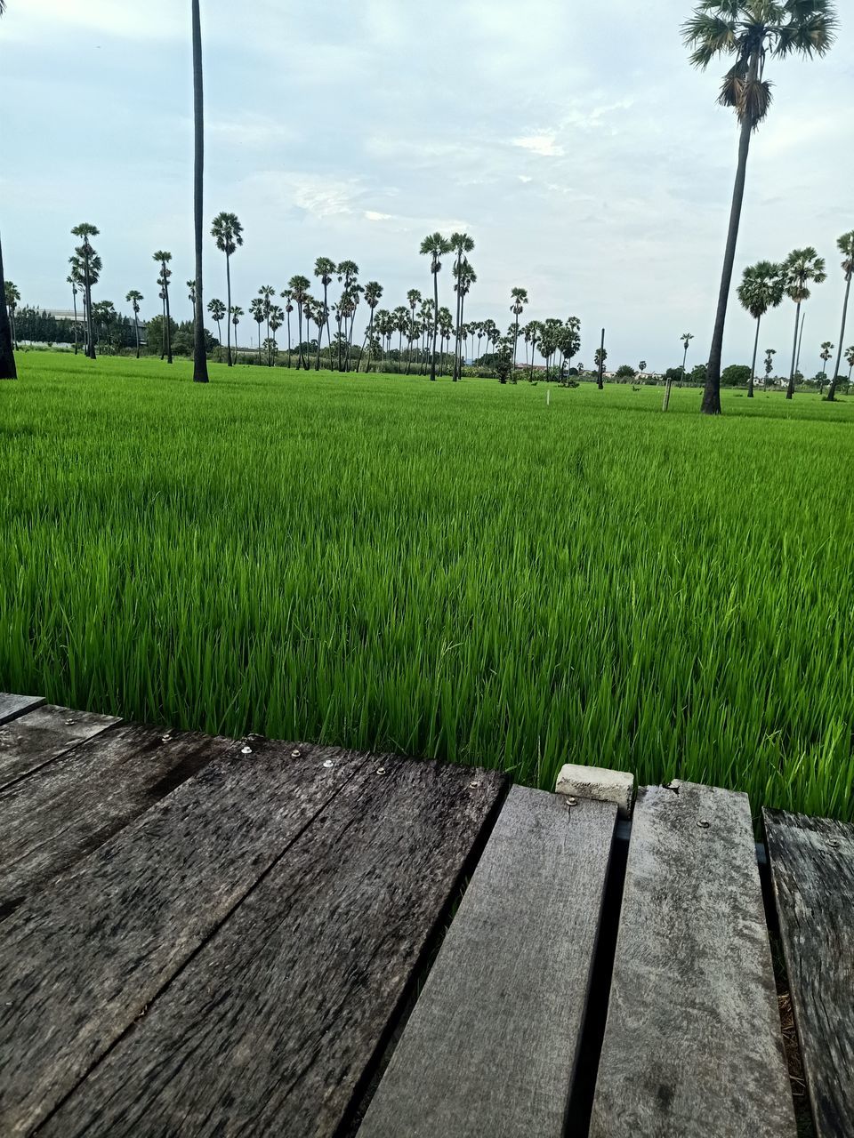 plant, grass, agriculture, paddy field, sky, landscape, field, green, nature, land, rural scene, environment, cloud, tree, rural area, crop, soil, growth, farm, beauty in nature, scenics - nature, no people, rice paddy, outdoors, day, tranquility, rice, wood, tropical climate, wheatgrass, tranquil scene, lawn, palm tree, food and drink, cereal plant, walkway, horizon, food, environmental conservation, plantation