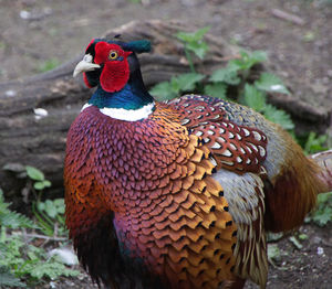 Close-up of peacock