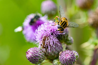 Close-up of bee on flower