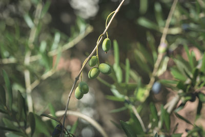 Close-up of fruit growing on plant