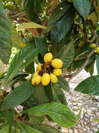 Close-up of fruits growing on tree