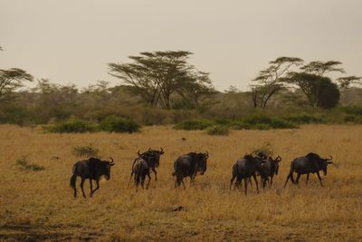 Wildebeests on field against clear sky