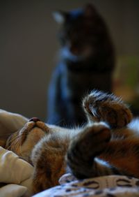 Close-up of cat relaxing