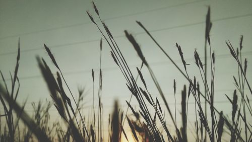 Close-up of reeds growing in field against sky