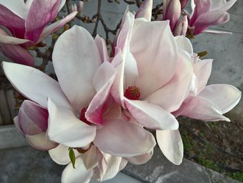 Close-up of pink flowers blooming outdoors