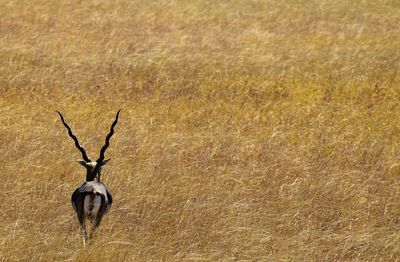 Deer on grass