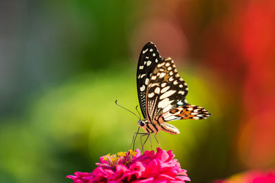 Close-up of butterfly pollinating on flower