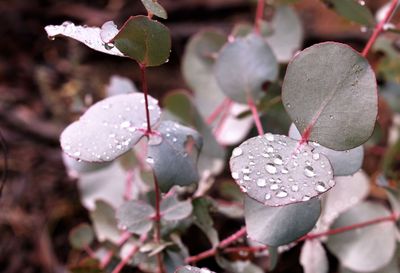 Close-up of raindrops on plant