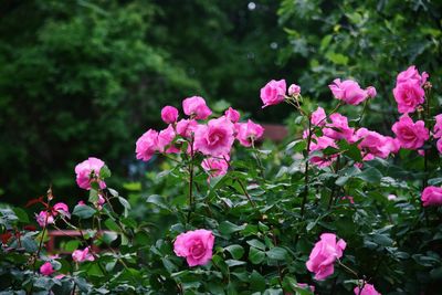 Close-up of pink flowering plants