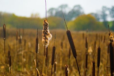 Close-up of stalks in field against sky