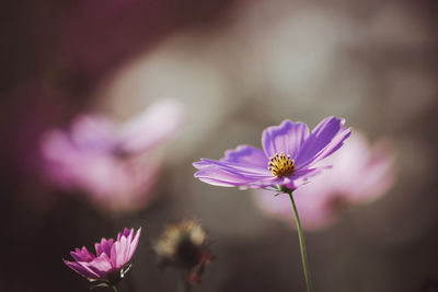 Close-up of pink cosmos flower