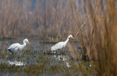 Birds in the lake